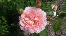 Abraham Darby