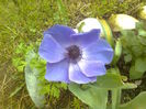 ANEMONE
