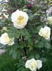 Photo3843