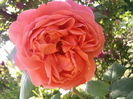 Photo3869_001