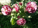 Photo3873_001