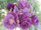 Photo3875_001