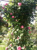 Photo3878_001
