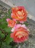 rose de cisterciens
