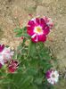 20150610_165026
