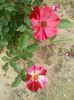 20150610_165051