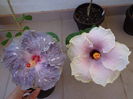 DSC08235