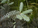 Abies procera Glauca (2015, May 16)