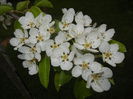 Pear Tree Blossom (2014, April 21)