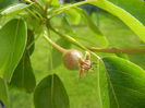 Apples. Mere Summer Red (2014, May 02)