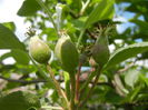 Apples. Mere Summer Red (2014, May 02)