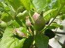 Apples. Mere Summer Red (2014, May 02)