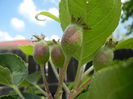 Apples. Mere Summer Red (2014, May 02)