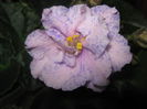 Picture My plants 3488