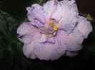 Picture My plants 3490