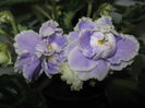 Picture My plants 3511