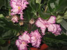 Picture My plants 3514
