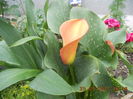 DSCN4384
