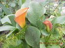 DSCN4385