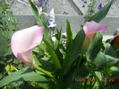 DSCN4397