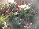 DSCF2884