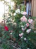 DSCF2915
