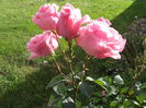 trandafiri roz 1