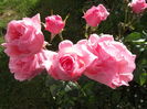 trandafiri roz 2