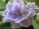 Picture My plants 3522