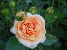 Rosagold