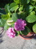 Hortensia roz