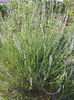 Lavanda