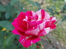 DSCN5328