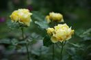 IMG_1694