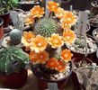 Rebutia kieslingii WR694