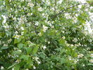 philadelphus inodorus