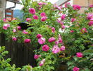 Futtaker Schlingrose?