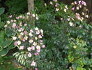 Plaisenterie
