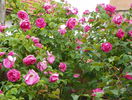 Futtaker Schlingrose?