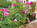 Futtaker Schlingrose?