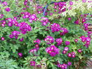 Perennial Blue