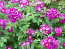 Perennial Blue