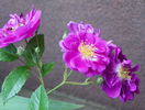 Purple Skyliner