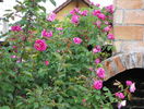 Futtaker Schlingrose?