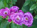Rhapsody in Blue