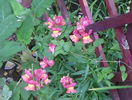10 iun 026