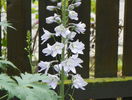 delphinium