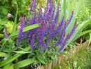 salvia Bordeaux Steel Blue