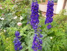 delphinium Guardian Blue