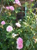 DSC04126